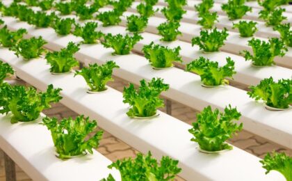 effortless hydroponic food cultivation