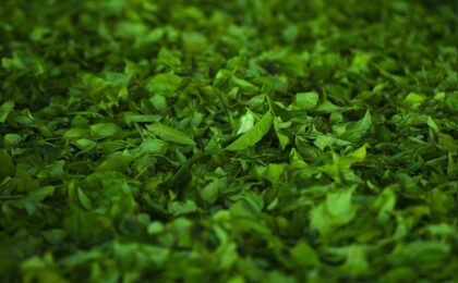 indoor hydroponic herb mastery